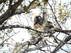 Saltatricula multicolor