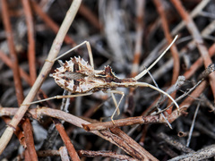 Cercinthus lehmannii
