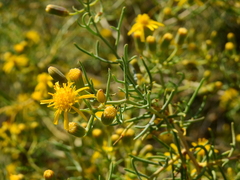 Senecio subulatus erectus