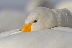 Cygnus cygnus