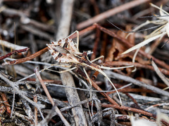 Cercinthus lehmannii
