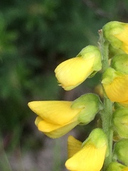 Eriosema psoraleoides