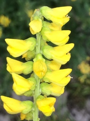 Eriosema psoraleoides