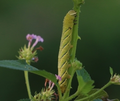 Acherontia