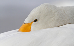 Cygnus cygnus