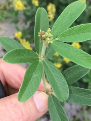 Eriosema psoraleoides