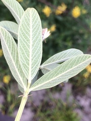 Eriosema psoraleoides