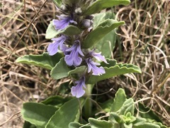 Ajuga ophrydis