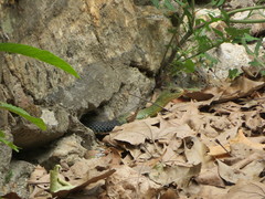 Malpolon monspessulanus