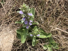 Ajuga ophrydis