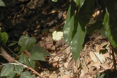 Eurema blanda
