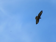 Buteo buteo