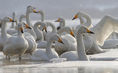 Cygnus cygnus