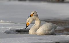 Cygnus cygnus