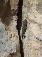 Ptyodactylus puiseuxi
