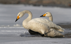 Cygnus cygnus