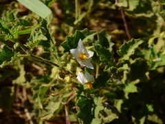 Solanum tweedianum