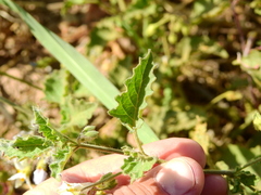 Solanum tweedianum