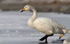 Cygnus cygnus