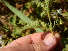 Solanum tweedianum
