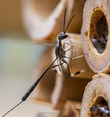 Gasteruption longicolle