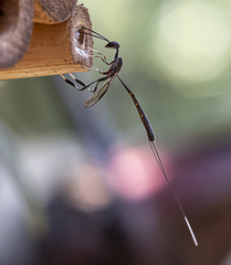 Gasteruption longicolle