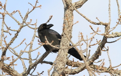 Corvus macrorhynchos