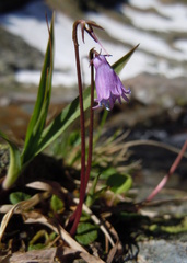Soldanella pusilla