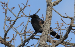 Corvus macrorhynchos