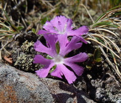 Primula minima
