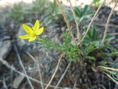 Haplophyllum dauricum