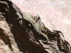 Ptyodactylus guttatus