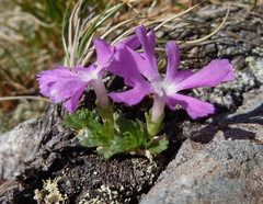 Primula minima