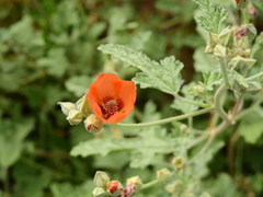 Sphaeralcea miniata