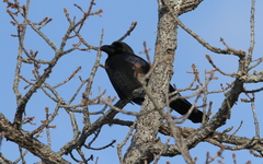 Corvus macrorhynchos
