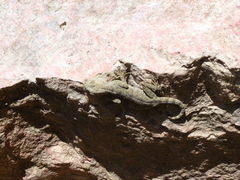Ptyodactylus guttatus
