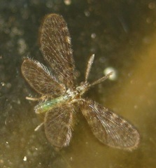 Nallachius americanus