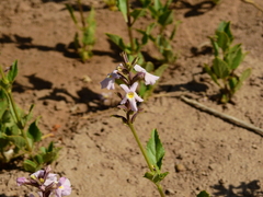 Pitraea cuneato-ovata