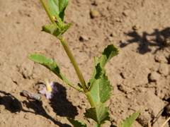 Pitraea cuneato-ovata