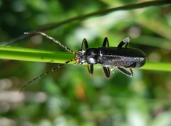 Cantharis tristis