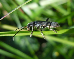 Cantharis tristis