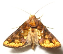 Argyrogramma verruca