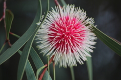 Hakea laurina