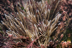 Electra verticillata