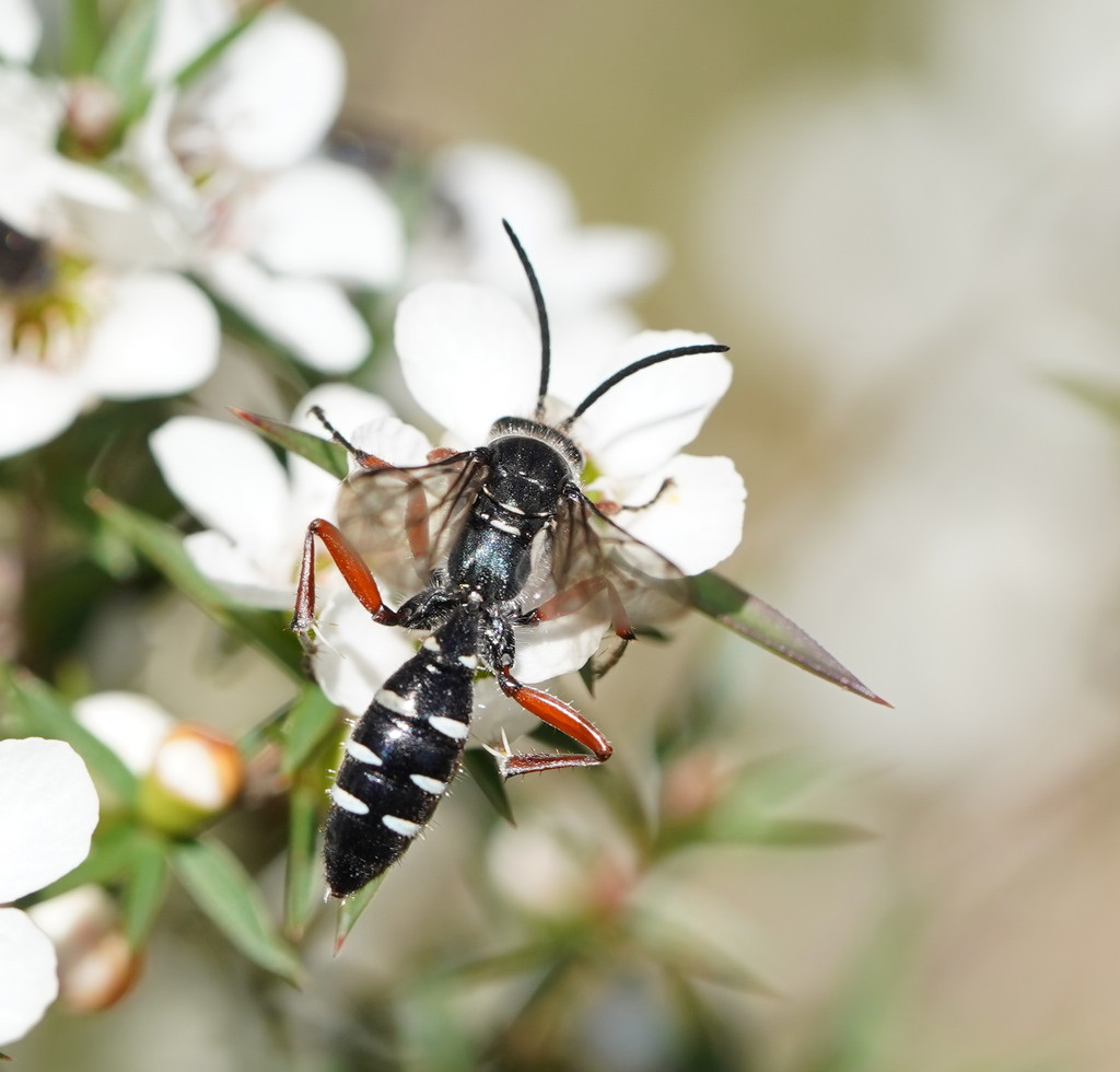Blue Ant