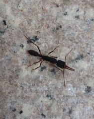 Harpegnathos venator