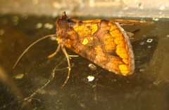 Argyrogramma verruca