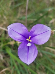 Patersonia occidentalis occidentalis