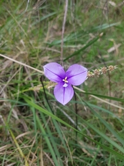 Patersonia occidentalis occidentalis