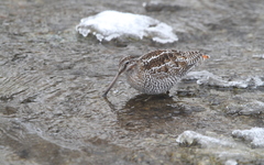 Gallinago solitaria